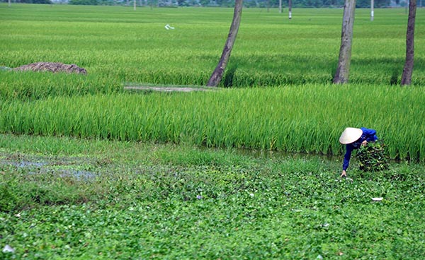 Infinitas plantações de arroz nas estradas do Vietnã