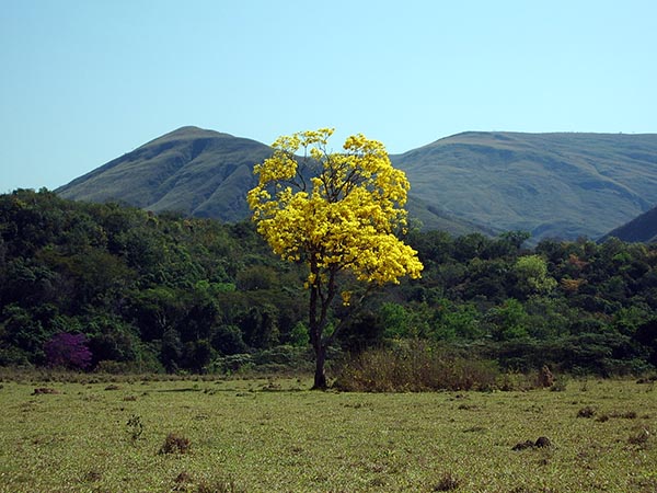 Um solitário Ipê amarelo se destaca no caminho para a Fazenda